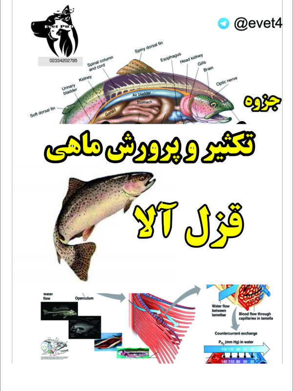 پرورش قزل آلا